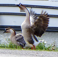 Geese beside the Canal du Midi, Le Somail France