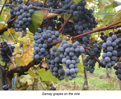 Gamay Grapes