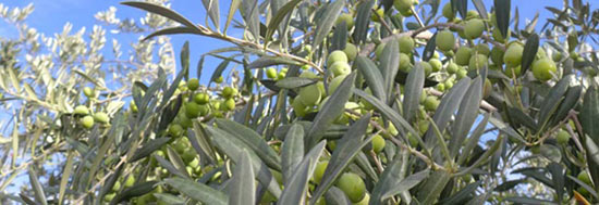 Olives growing in the Languedoc