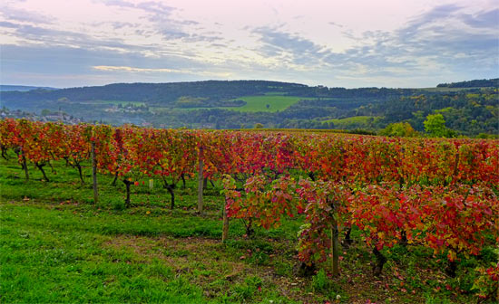 Autumn Vineyard in Burgundy